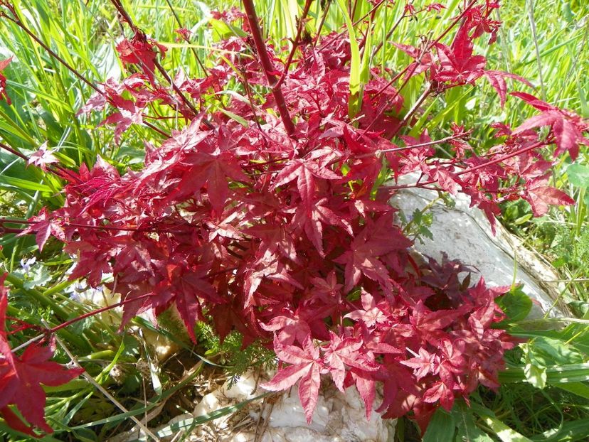 acer palmatum Beni Maiko - z-Dobarland 2017