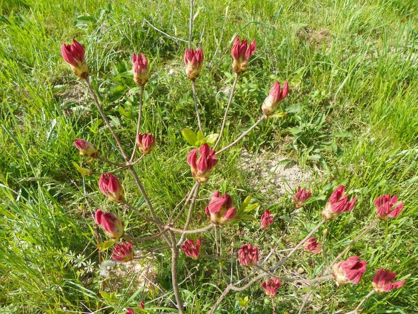 azalea Corneille plina de boboci - z-Dobarland 2017