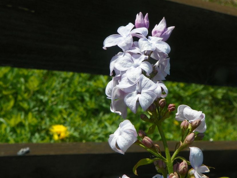 syringa Clark's Giant - z-Dobarland 2017