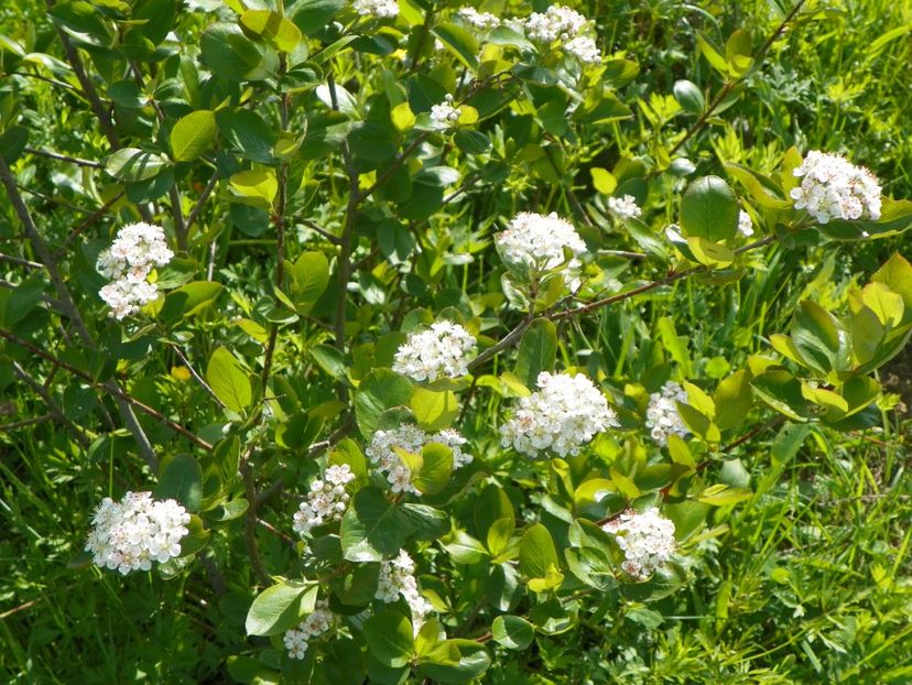 aronia Viking - z-Dobarland 2017