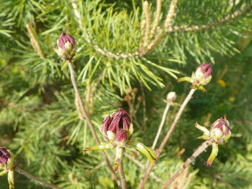 azalea Doloroso - z-Dobarland 2017