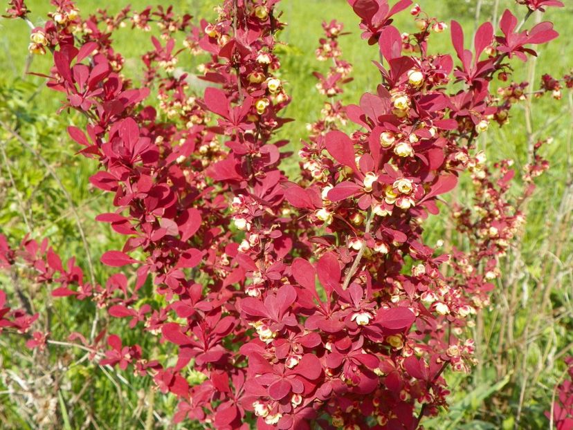 berberis Orange Rocket - z-Dobarland 2017