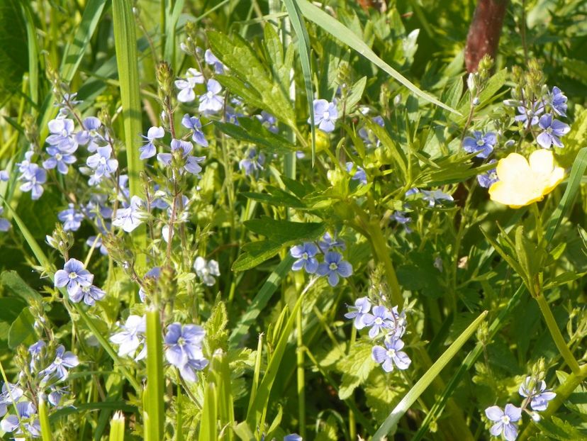 6 mai (92) - z-Dobarland 2017