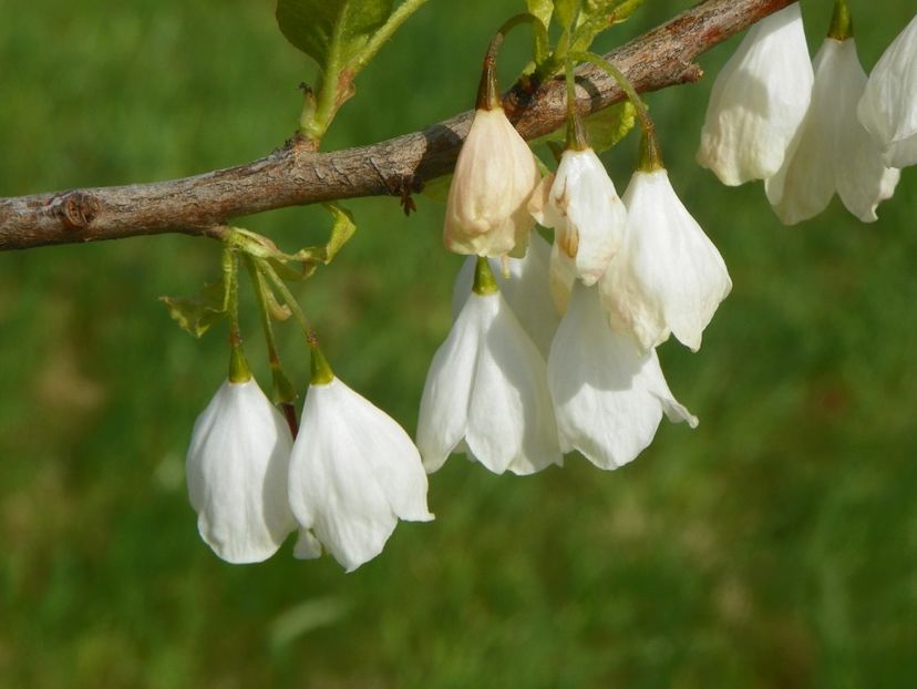 halesia carolina - z-Dobarland 2017