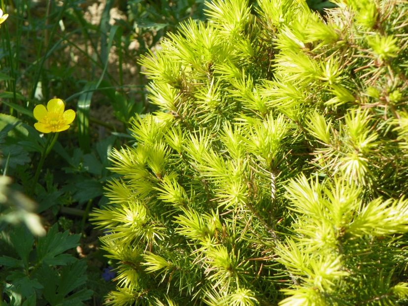picea Daisy's White - z-Dobarland 2017