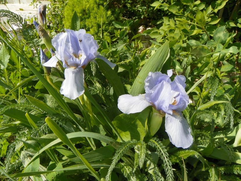 Azurea - Irisi si bujori 2017