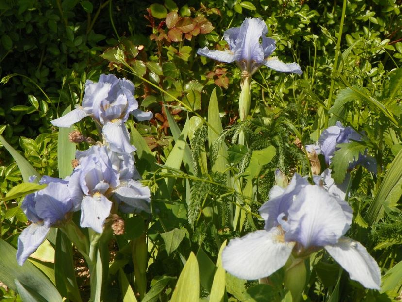 Azurea - Irisi si bujori 2017