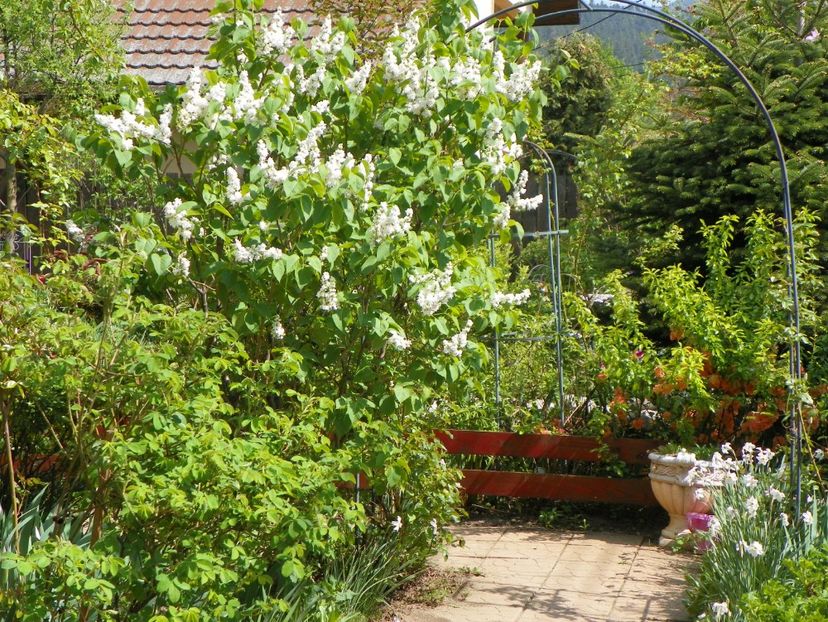 6 mai (14) - Gradina 2017