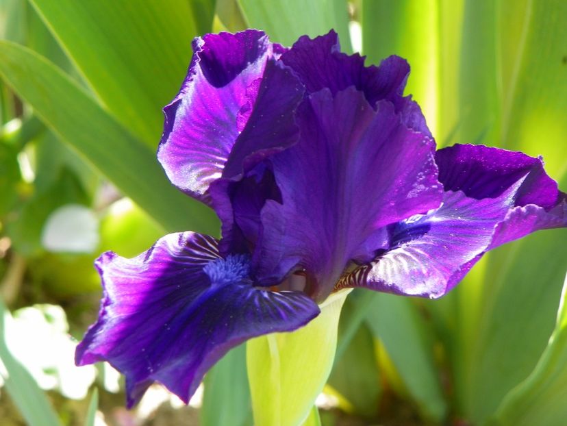 Duma Jazvidu - Irisi 2017