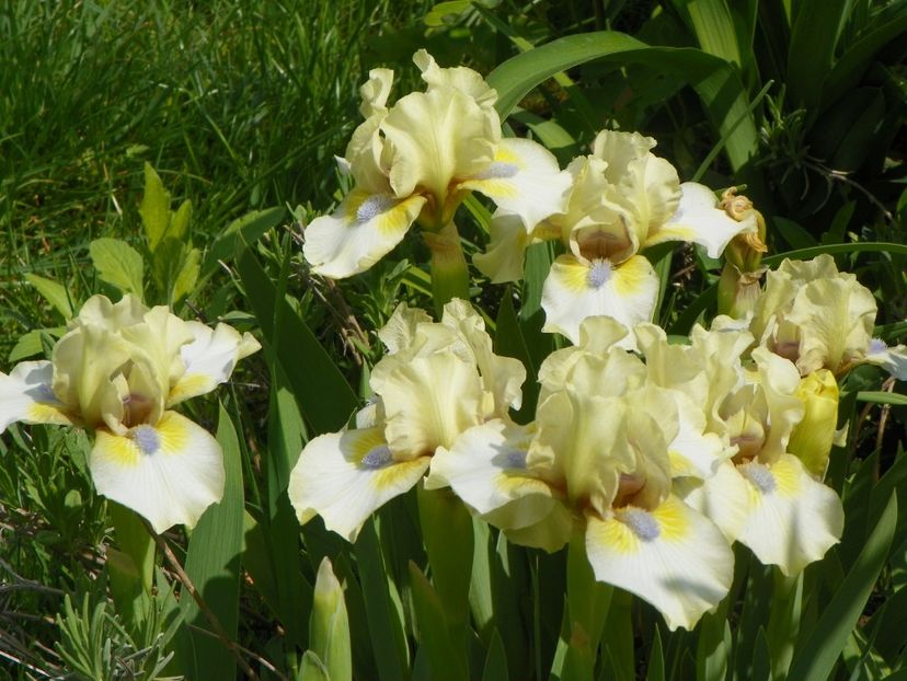 Dixie Pixie - Irisi 2017