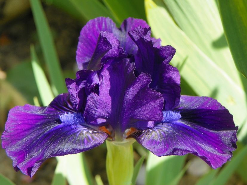 Duma Jazvidu - Irisi 2017