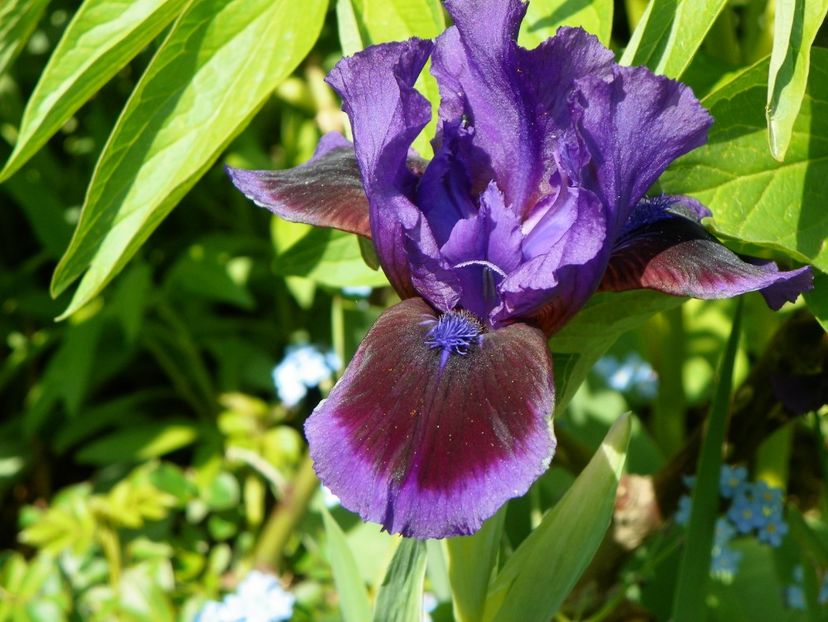 Little Episode - Irisi 2017