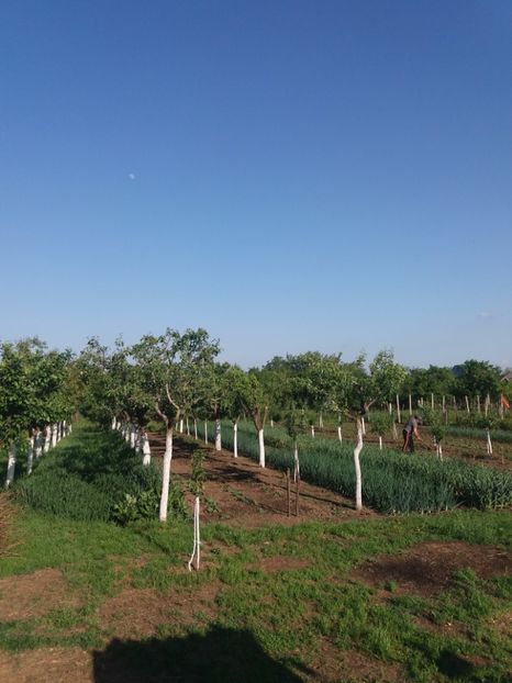  - Gradina