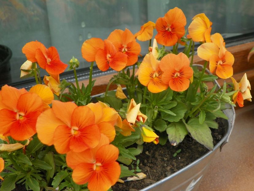 6 mai (56) - Primavara 2017