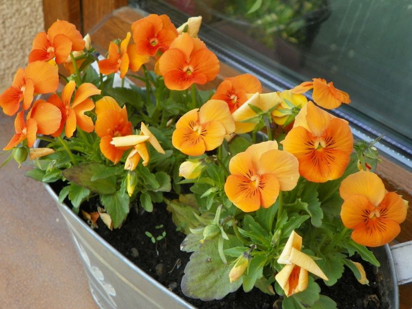 6 mai (4) - Primavara 2017