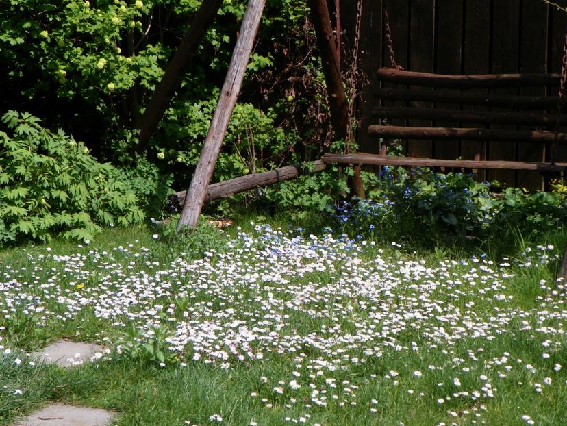 6 mai (6) - Primavara 2017