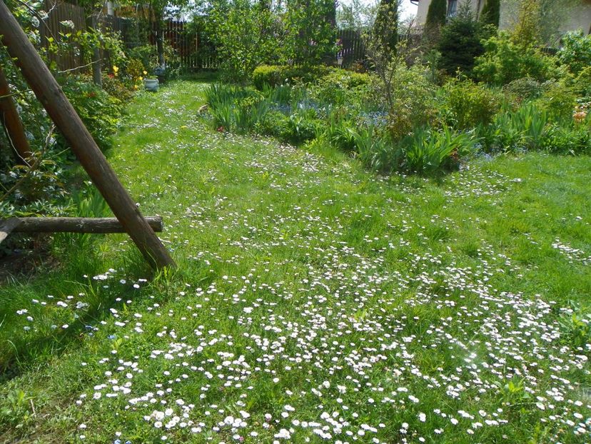 6 mai (8) - Primavara 2017