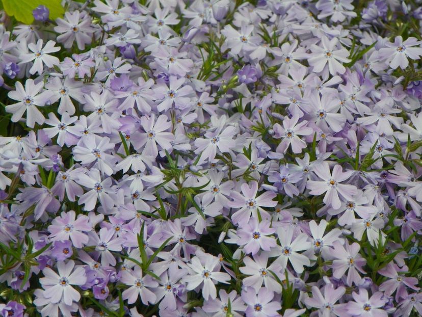 6 mai (29) - Primavara 2017