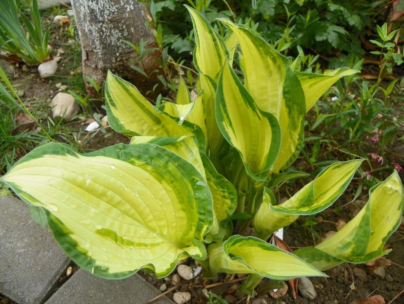 6 mai (54) - Primavara 2017