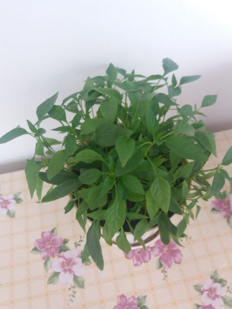  - Gradina