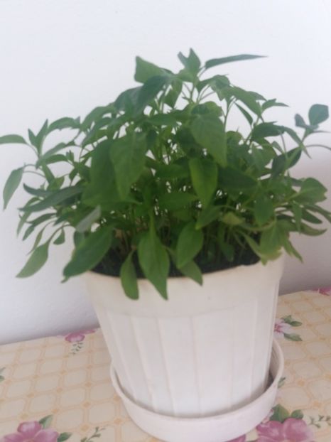 - Gradina
