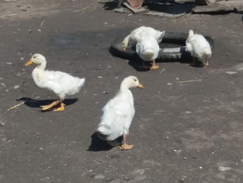  - Pekin