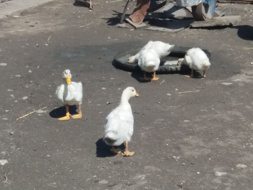  - Pekin