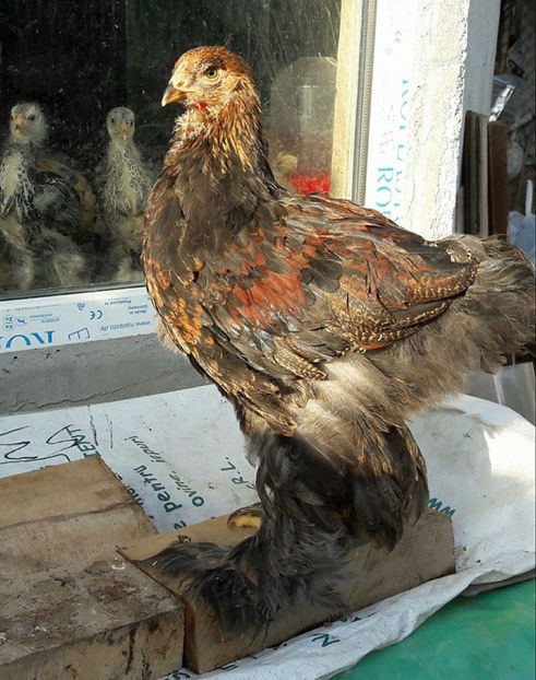 prima serie - a__Pui si tineret brahma 2017