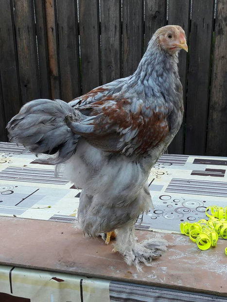 prima serie r - a__Pui si tineret brahma 2017