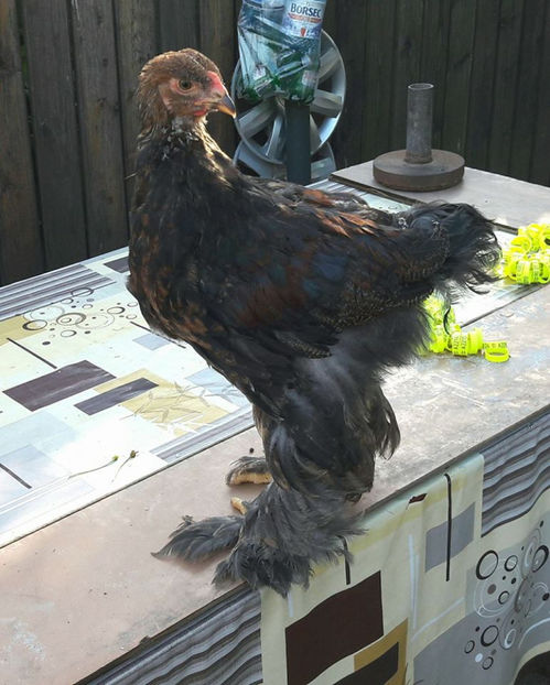 prima serie p - a__Pui si tineret brahma 2017