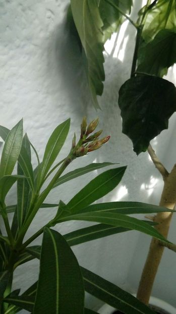 P_20170507_ - Leandrii