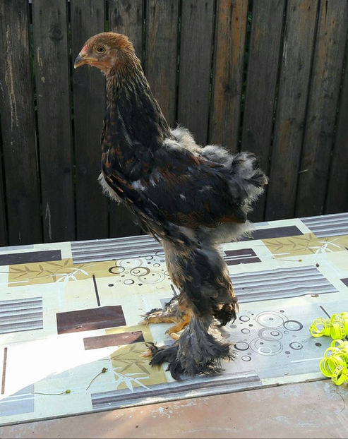 your highness - a__Pui si tineret brahma 2017