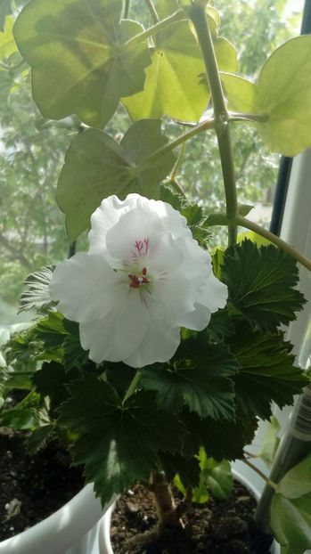 P_20170507_ - Muscate