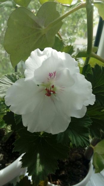 P_20170507_ - Muscate