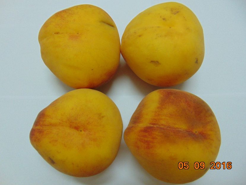 Pavie 4 Damb ( fructe de la piata ) - piersic PAVIE galbena 4 Damb