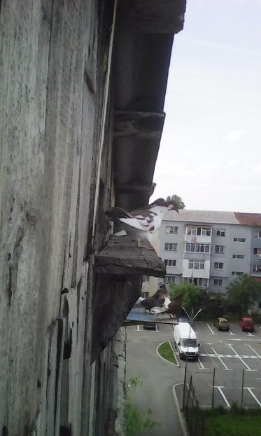  - Zburător CIUNGI DE PLOIESTI