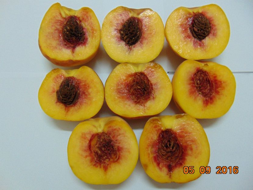 Pavie 4 Damb - piersic PAVIE galbena 4 Damb