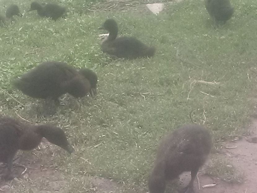 CAM00388 - O noua generatie de rate cayuga