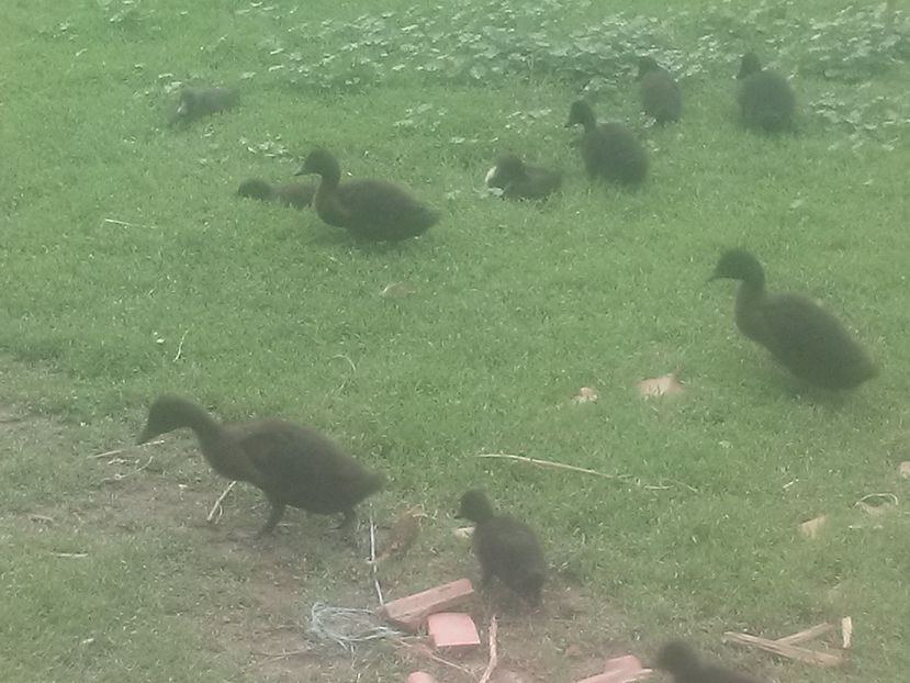 CAM00395 - O noua generatie de rate cayuga