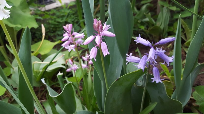  - Zambile spaniole - Hyacinthoides hispanica