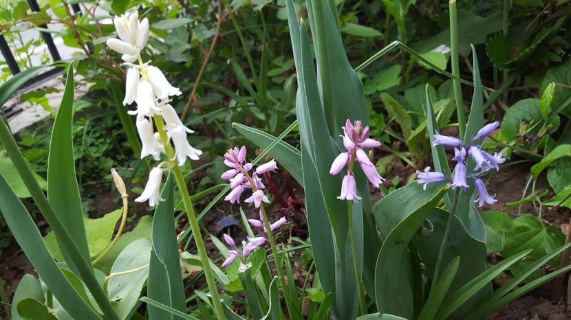  - Zambile spaniole - Hyacinthoides hispanica