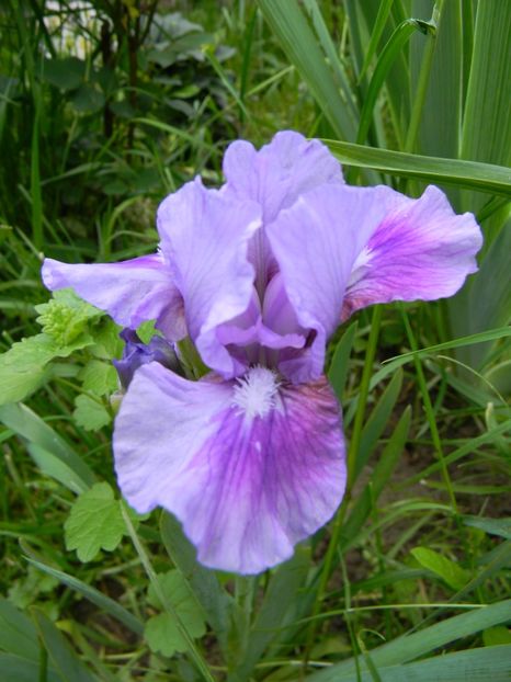 Lavender linx - Irisi 2017