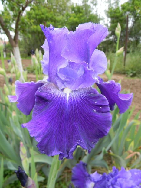 Daughter of stars - xx Colectie irisi