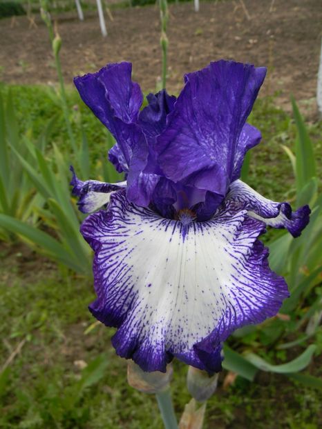 Art deco - Irisi 2017