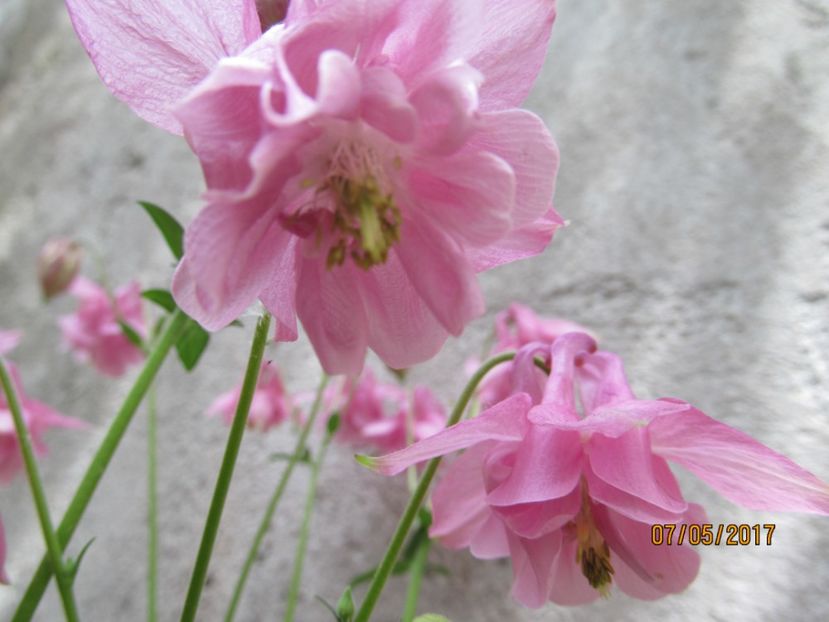  - Flori in gradina-2017