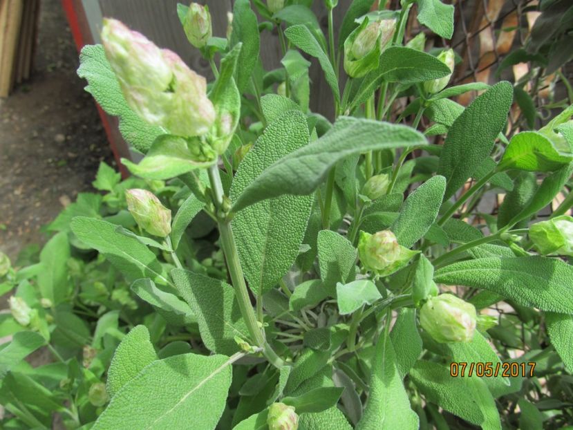 Salvie - Flori in gradina-2017