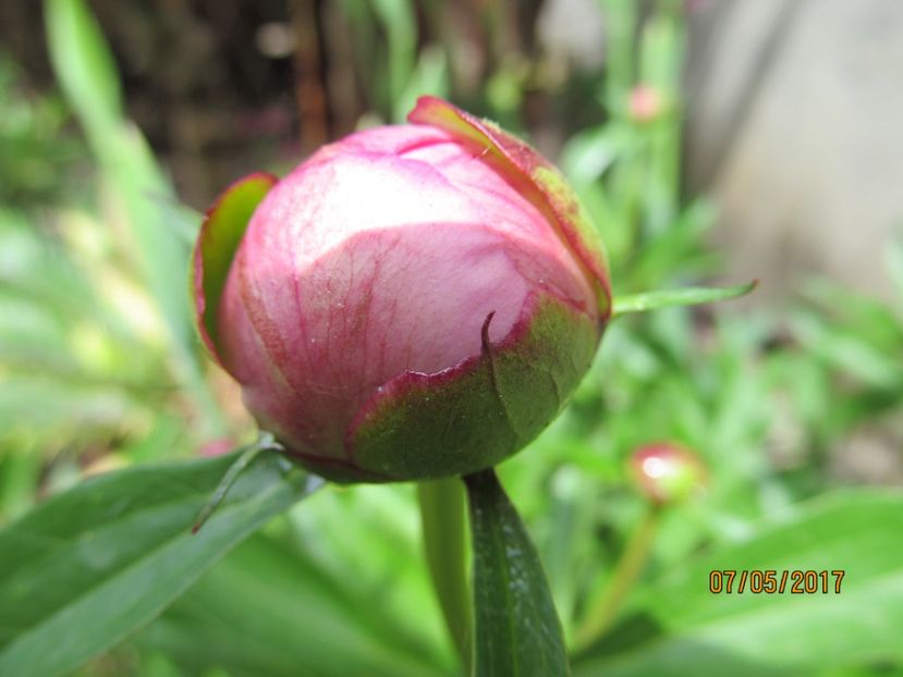  - Flori in gradina-2017