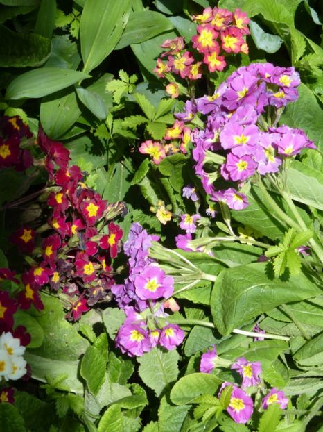 P1100019 - 003 07 05 2017