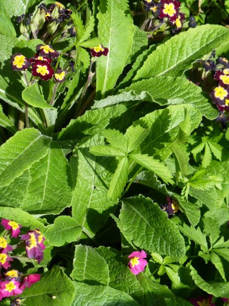 P1100021 - 003 07 05 2017