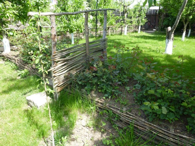 P1100035 - 003 07 05 2017